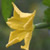 Luffa operculata