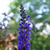 Delphinium staphisagria