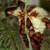 Datura strammonium