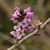 Daphne mezereum, Seidelbast