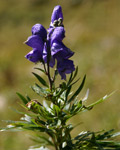 Aconitum Aconitum