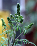 Ambrosia arthemisifolia Ambrosia arthemisifolia