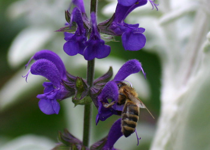 Apis mellifica Apis mellifica