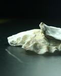 Calcium carbonicum Hahnemanii Calcium carbonicum Hahnemanii
