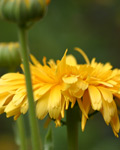 Calendula officinalis Calendula officinalis