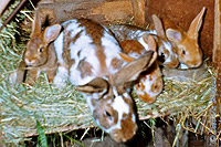  Kaninchenmama-mit-Jungen 