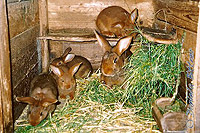  Kaninchenmama-mit-Jungen 