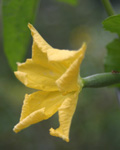 Luffa operculata Luffa operculata
