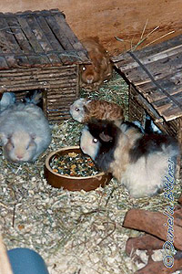  Meerschweinchen-Familie 