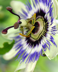 Passiflora incarnata Passiflora incarnata