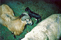  Schafe mit Kind 