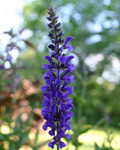 Delphinium staphisagria Delphinium staphisagria
