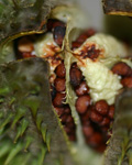 Datura strammonium Datura strammonium