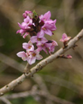 Daphne mezereum, Seidelbast Daphne mezereum, Seidelbast